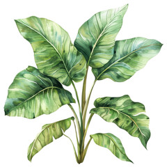 Wall Mural - Beautiful watercolor painting of tropical banana leaves with vibrant green colors and detailed textures, perfect for home decor or botanical themes.