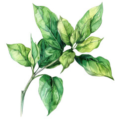 Wall Mural - High-quality watercolor illustration of green plant leaves, perfect for botanical designs, nature-themed projects, and organic products.