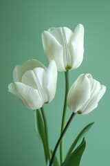 Wall Mural - Three elegant white tulips in vase on green background, perfect for spring decor and beauty themes