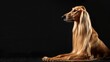 © Dustin - Profile of a golden long-haired dog lying down with an air of grace and serenity, its elegant fur draping down, set against a dimly lit background, capturing its poised beauty.