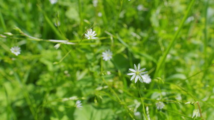 Wall Mural - Greater stitchwort, stellaria holostea flowers. Wild little white flowers of stellaria holostea, rabelera holostea. Slow motion.