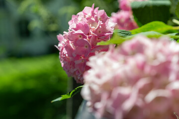 Canvas Print - shallow depth of field focus close-up on pink hydrangea blossoms in the garden