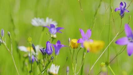 Blooming meadow in fresh day on wild flowers. Lawn wild flowers bluebells. Flowers purple color modern and trendy season color. Slow motion.