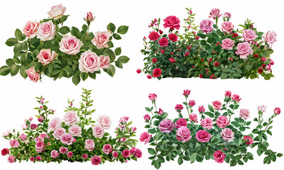 Wall Mural -  Set of beautiful pink roses with lush green leaves, cut out 