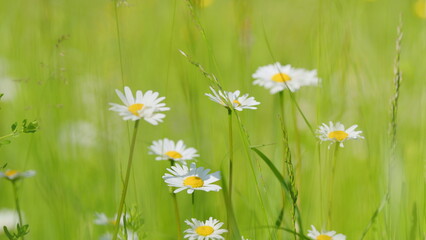 Wall Mural - Chamomile sway in wind. Wild white wildflowers that sway blowing in the gentle breeze. Wide shot.