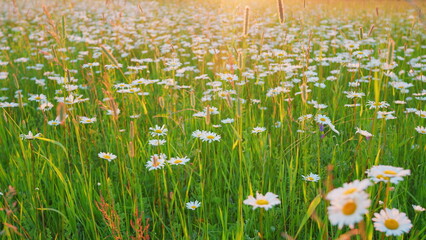 Wall Mural - White daisy flowers field meadow in sunset lights. Blossom camomiles medicinal sways in the wind. Wide shot.