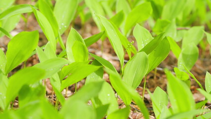 Wall Mural - Lily of the valley in spring forest. Dynamic white blossoms in sunlight. Close up.