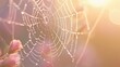 © kanesuan - Dew-covered spider web glistening in the early morning light, each droplet sparkling like a tiny gem