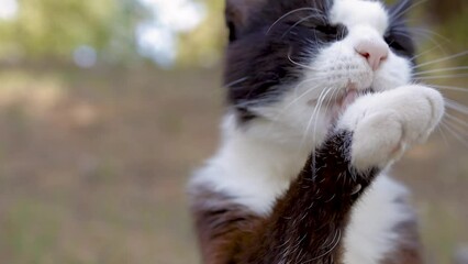 Wall Mural - cat licks its feathers to be cleaned
