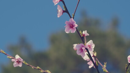 Abstract Blurred Background. Blossoming Tree. Spring Blossom Orchard. Almond Flowers With Yellow Stamens.