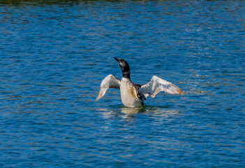 Common loon stretches neck as he flaps wings in Rockland, ME