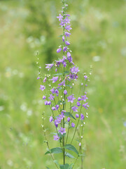 Wall Mural - Creeping bellflower plant with purple flowers, Campanula rapunculoides