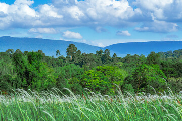 Wall Mural - Aerial view of beautiful rural landscape with green and white glass flower fields and trees under a sunny blue sky, National park, Thailand.