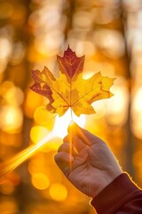 Hand holding yellow maple leaf on autumn yellow sunny background.