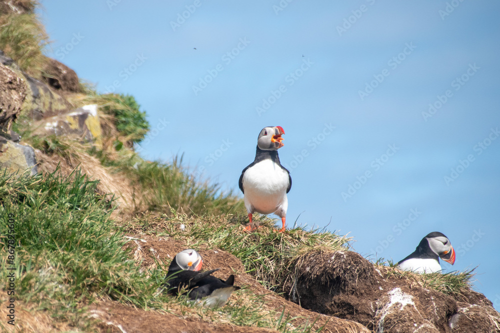 Atlantic Puffins while nesting in Eastern part of Iceland Stock Photo ...