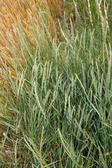 Poster - Grass weed creeping (Elymus repens) wheat grows in the field