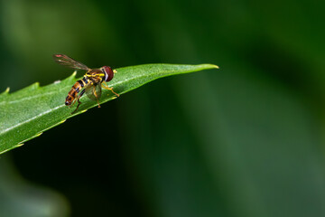 Canvas Print - fly on leaf