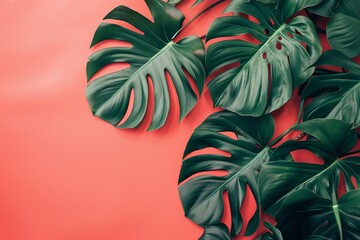 Canvas Print - A vivid image of Monstera leaves against a coral background, showcasing the intricate shapes and lush greens of the tropical foliage.