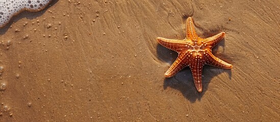 Canvas Print - Concept of summer seaside or coast. Starfish on sandy shore from above. Empty space for text. Wide horizontal image.