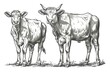 © Anat art - A black and white line drawing depicting two cows standing on a bed of grass. Generative AI