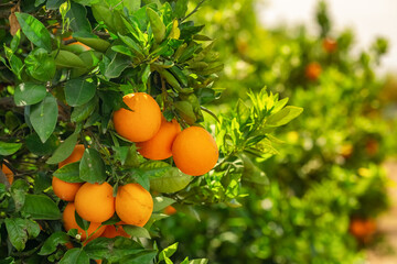 orange garden with ripe oranges on tree branches