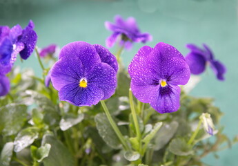 Viola plant with  classic violet flowers , Viola, Common Violet, Viola tricolor, pansy flowers, on turquoise background