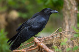 Młody kruk (Corvus corax)