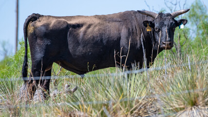 bull in a field with yuccas