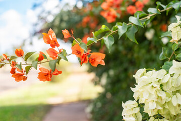 Sticker - bougainvillea flower