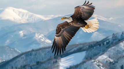 Canvas Print - Bald Eagle Soaring Over Snowy Mountains