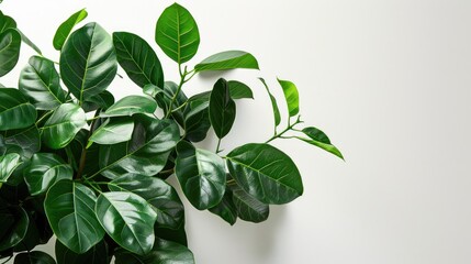 Canvas Print - Ficus benjamin with fresh leaves on white background and green leaves