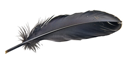 Wall Mural - Black bird feather isolated on transparent background