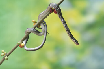 Wall Mural - 
A yellow striped racer snake is hunting for prey in the bushes. This non-venomous reptile has the scientific name Coelognathus flavolineatus.