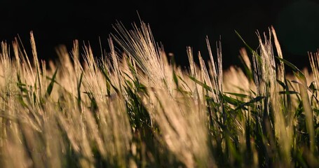 Wall Mural - a new wheat harvest at sunset, the first spikelets of wheat are illuminated by sunlight at sunset