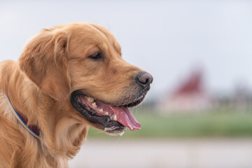 Wall Mural - Portrait of a beautiful purebred golden retriever on a walk.