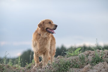 Wall Mural - Portrait of a beautiful purebred golden retriever on a walk.