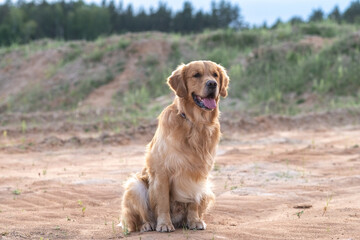 Wall Mural - Portrait of a beautiful purebred golden retriever on a walk.