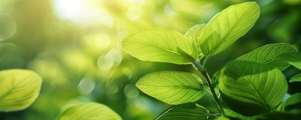 Wall Mural - Close-up of fresh green leaves with sunlight, springtime renewal concept