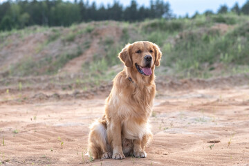 Wall Mural - Portrait of a beautiful purebred golden retriever on a walk.