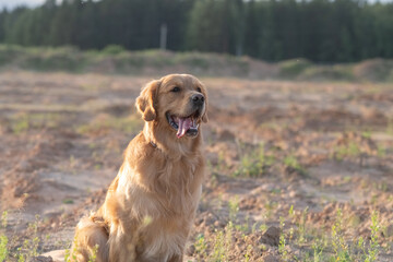 Wall Mural - Portrait of a beautiful purebred golden retriever on a walk.