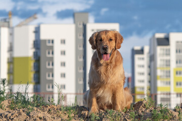 Wall Mural - Portrait of a beautiful purebred golden retriever on a walk.