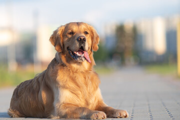 Wall Mural - Portrait of a beautiful purebred golden retriever on a walk.