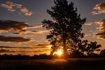 Wall Mural - Sunset over grassland in the outback