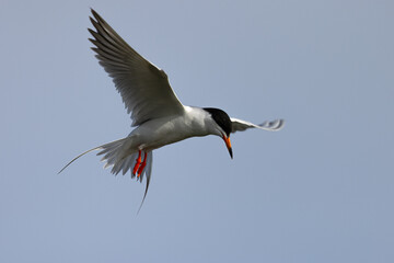 Sticker - Forster's tern flying, seen in a North California marsh