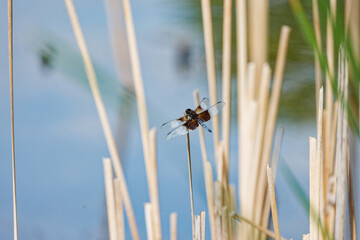 Sticker - Widow Skimmer (Libellula luctuosa) Like most other dragonflies, the widow skimmer male is territorial and may patrol very large areas to search for females and to chase off other males.