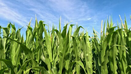 Wall Mural - Deep within rows of healthy Green Corn Crops within an Agricultural Field. Plants are lush and green waving in the wind, set against a cloudy blue sky. Captured in late June in the Midwest, USA