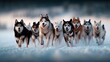 © Narongsak - A pack of Huskies running together through snow, showcasing teamwork and adventure in a vibrant winter scene.