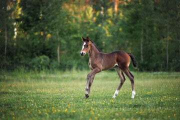 Wall Mural - cute young foal posing on a summer field