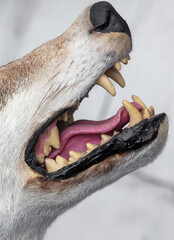 Canvas Print - Close-up of a stuffed wolf