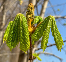 Poster - Young leaves on a chestnut tree in early spring